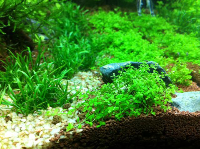 Nouveau 90l cubique aquascaping 82111519