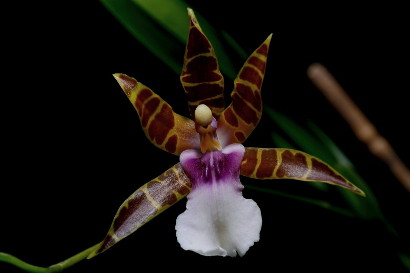 Miltonia clowesii 821816457