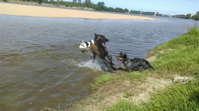 Louzou, Teckel poils longs et Moka, Berger belge tervueren - Page 10 821903IMAG0701