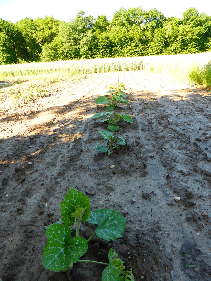 A FOND LA COURGE 825141courges2