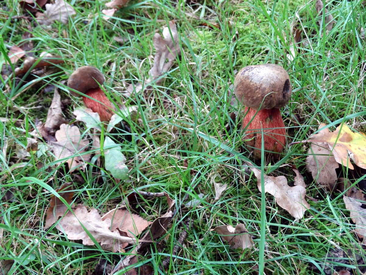 [fil ouvert] les champignons 826238020Copier