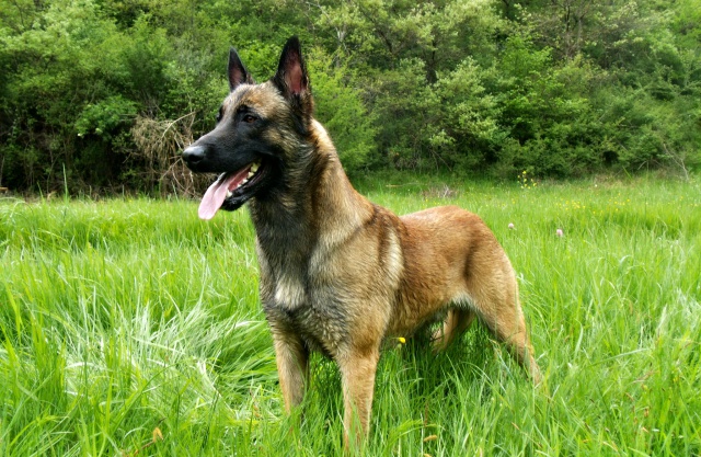 Un trio de malinois !  - Page 10 828474op070