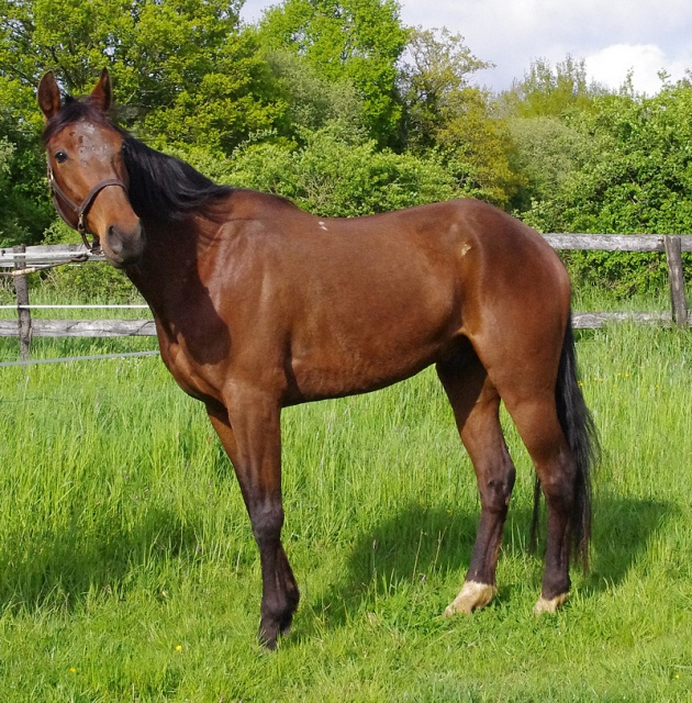 [PLACE MAEVA] SIR  Un cheval à fleur de peau ! 829093sire6