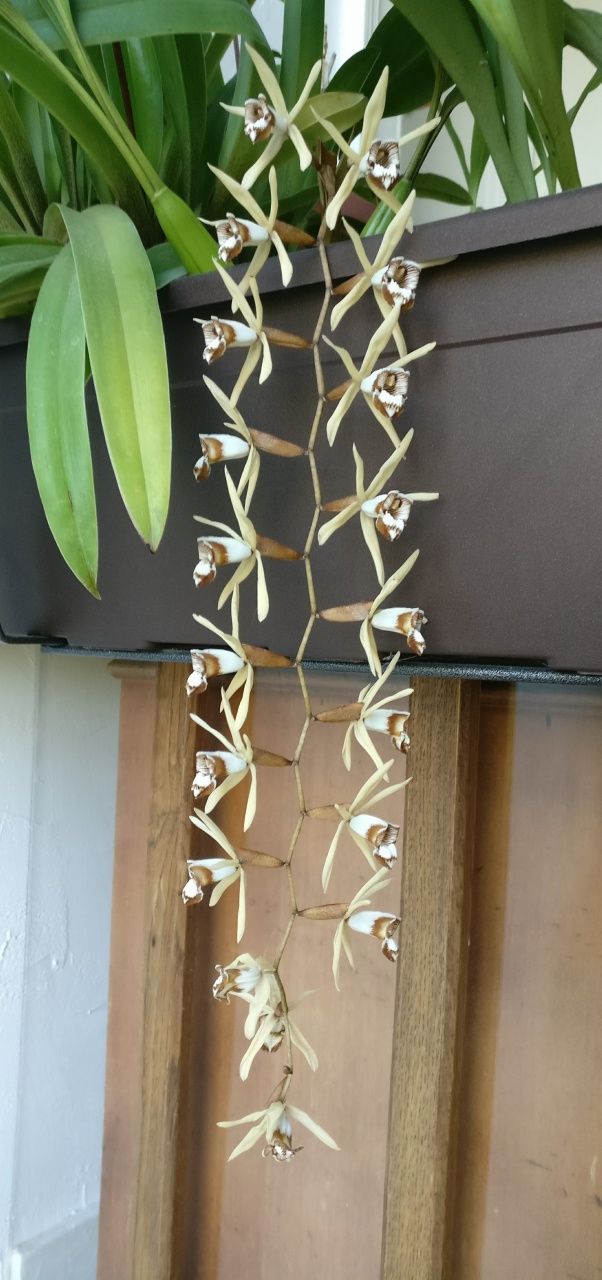 Coelogyne pulverula 830655IMG2017051020250201