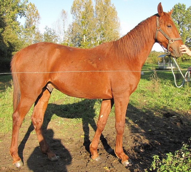 [RETIRE] ALONZO  Un beau petit farfadet URGENT ! 835655ALONZO3