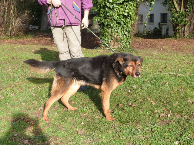 urgent - DIANE - x beauceron 13 ans (1 an de refuge)  - Spa de Poitiers (86) 8364795rDiane