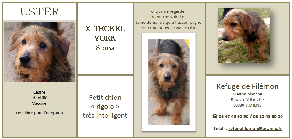 USTER X TECKEL YORK 8 ANS REFUGE FILEMON (80) AMIENS 836654usterteckelyork