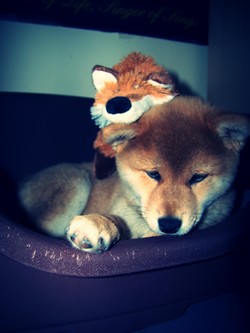 Ma Donnie, ma shiba, mon soleil ♥ - Page 2 8400981016527