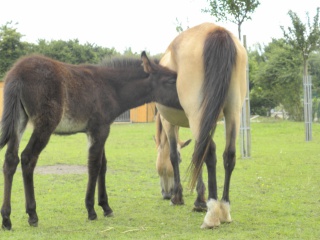 Présentez-nous vos chevaux ! <3 840705DSCN1370