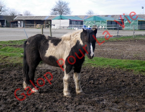 LOONY -  ONC poney né en 2001 - Adopté en juin 2011 par Carole 840750IMGP6960