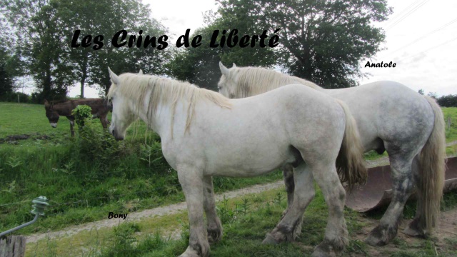 (Dept14) ANATOLE, Percheron, réservé par Angela !!!! (Juillet 2014) 842281BonyetAnatole