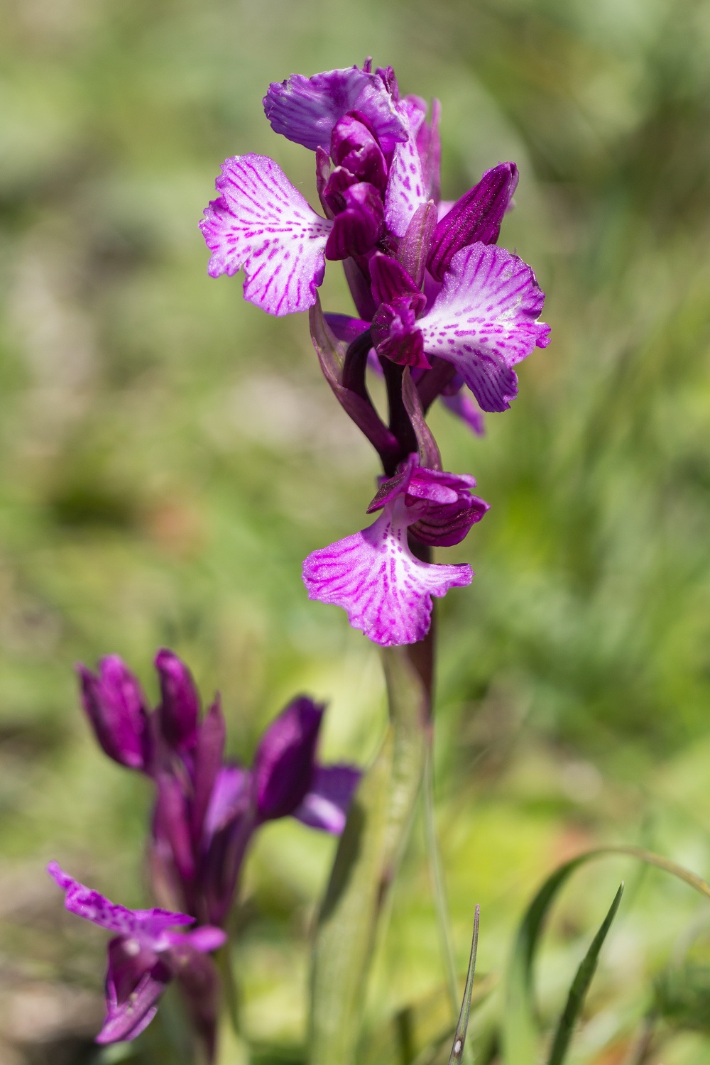 anacamptis papilionacea 8426674maianacamptispapilionacea1