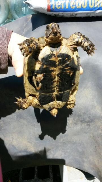 Identification tortue(greaca??) 842894201405131444471