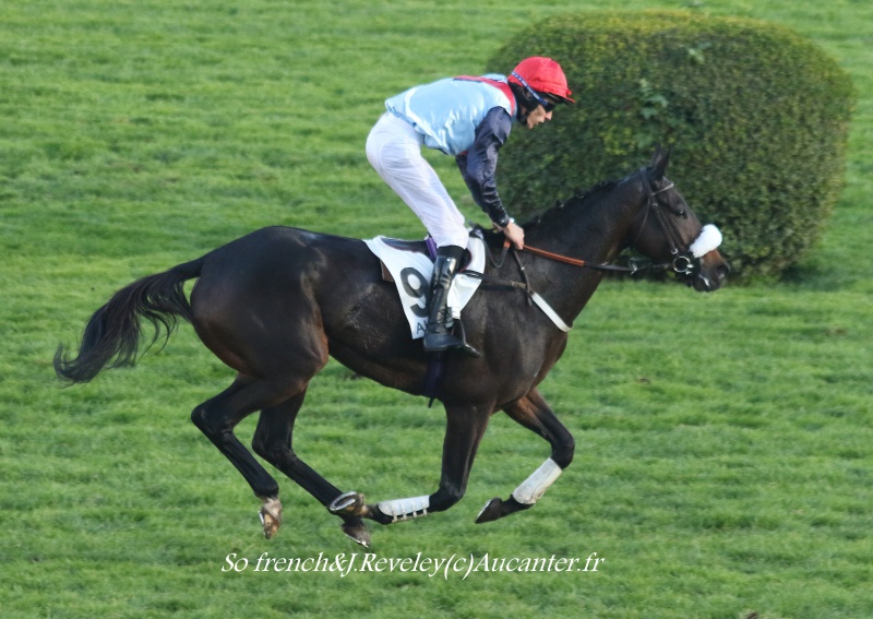 Photos Auteuil 6-11-2016 8450305J6A0737