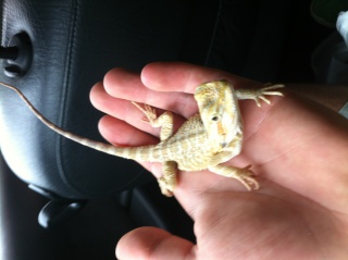 Mon petit pogona Vitticeps ne mange plus :/ 845044IMG0374