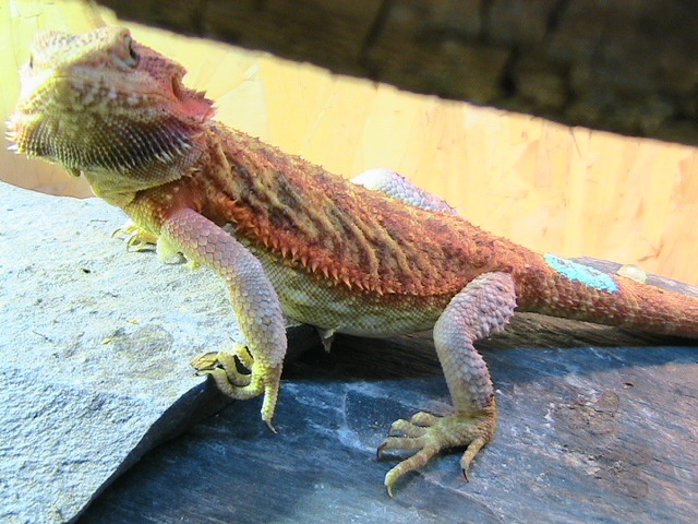 Ginger pogona de Matchless. 849060040