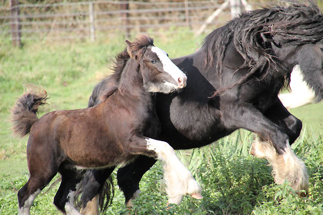 11 - 78 IC... Black Rose Tan (Gypsy Rose x Gwenog Tan) belles photos bas P3 - Page 2 850706Photo412