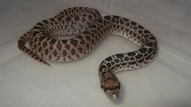 Pituophis c.sayi "kingsville"(Texas) 851205Ponte1