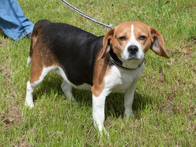 PAPRIKA - beagle 7 ans - Spa de Poitiers (86) 85282496rPaprika7