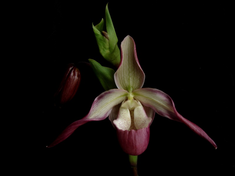 Phragmipedium Calurum (Sedenii x longifolium) 852891calurum04