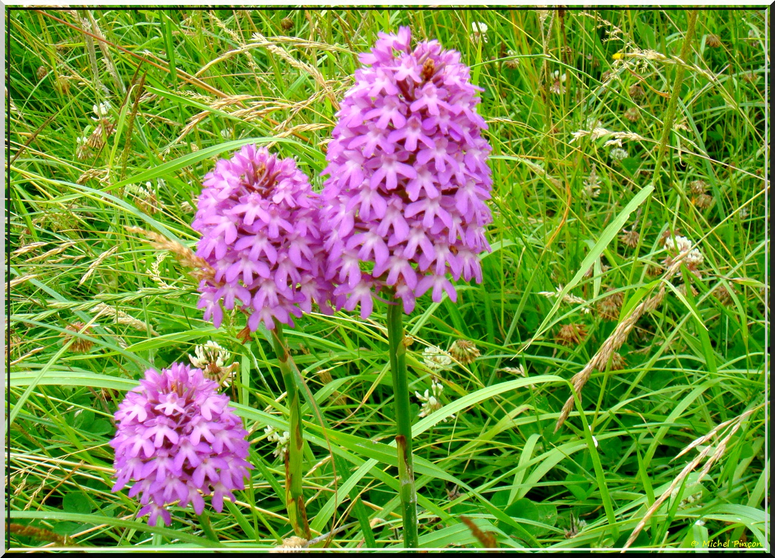 Mes Ballades d'été 853994DSC013111