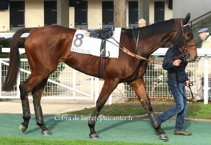 Photos Auteuil 27-11-2016 8542635J6A2597