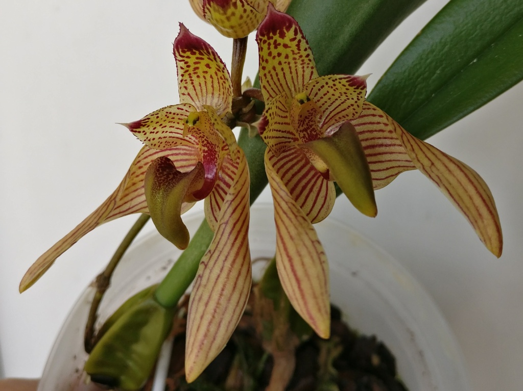 Bulbophyllum bicolor 856336IMG2017060712322101