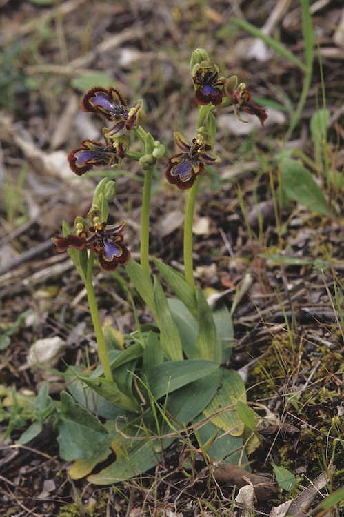 Corse 2013 - Ophrys Speculum 8565863700