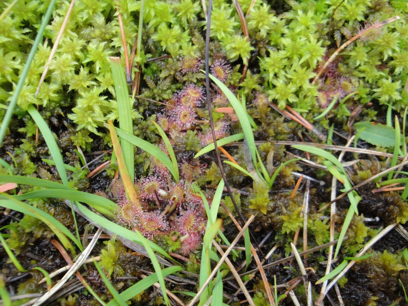 Quelques D. rotundifolia in situ en Norvège 856785DSC09639