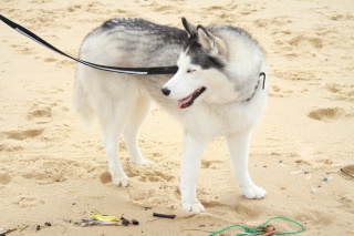 Vacances d'Eden dans les Landes 858624IMG5086