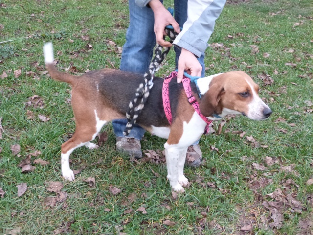 BAMBA - beagle 8 ans - Spa de Poitiers (86) 85902912rBamba