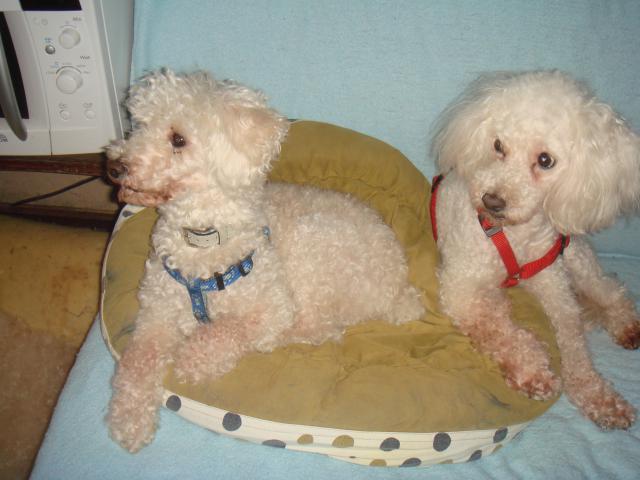 SNIF adorable caniche blanc 10 ans  FILEMON (80) - ADOPTE - Page 2 859046DSC05859