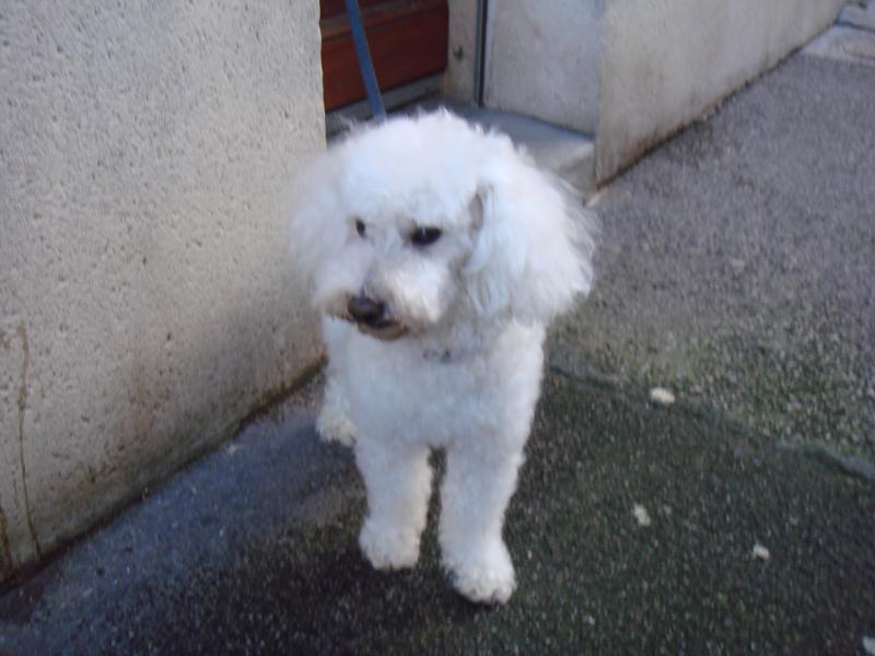 skipy - SKIPY CANICHE BLANC MALE 11 ANS - ADOPTE  859557DSC04660JPG