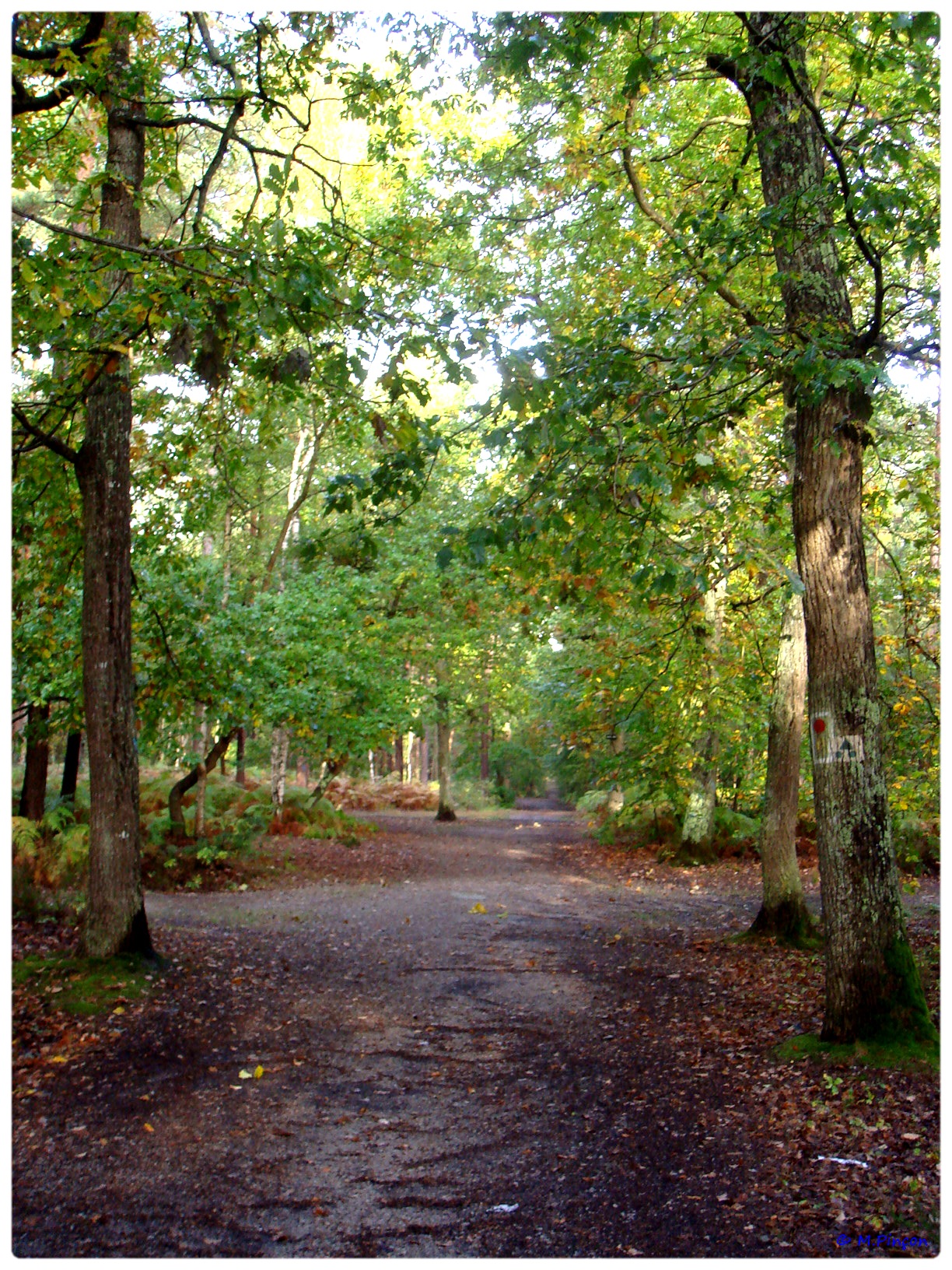 [fil ouvert] la forêt dans tous ses états - Page 7 860133DSC011211