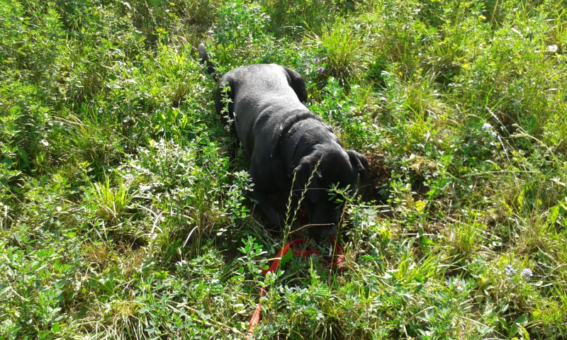 SAM (mâle croisé labrador identifié) réservé 86086420141017144438