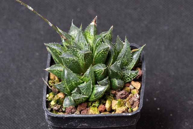 Mes Haworthia 861070mirabilisparadoxaPK120930001