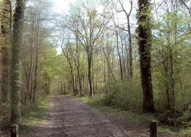 Bois et forêts -Chantilly - Faune - Flore -(photos et textes) 8639851foret