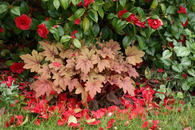 Tiarella et Heucherella 866053025