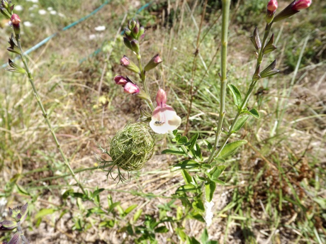 Salvia - identification des sauges - Page 3 867896sauge2