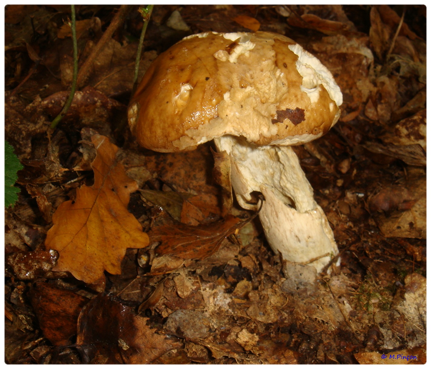 [fil ouvert] les champignons 868279DSC011187