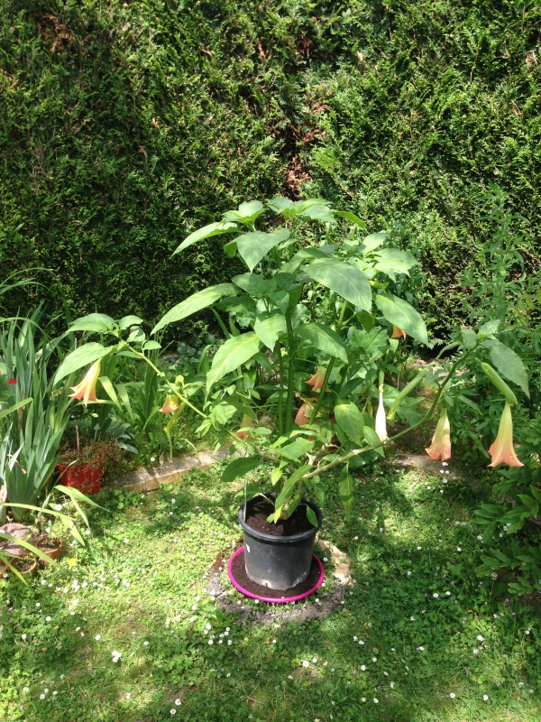 graines de brugmensia - Graines de brugmansia blanches 869313IMG5786