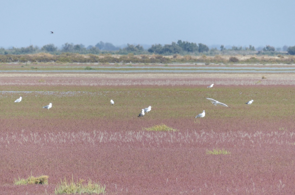 Camargue 870177P1060409ba