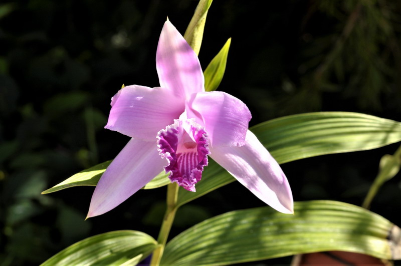 Sobralia rosea 870986Sobraliarosean6Equateur201214