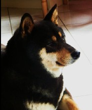 Ma Donnie, ma shiba, mon soleil ♥ 871445SY