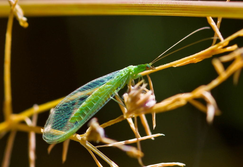 Macros/  proxi/  insectes  871999IMGP3418