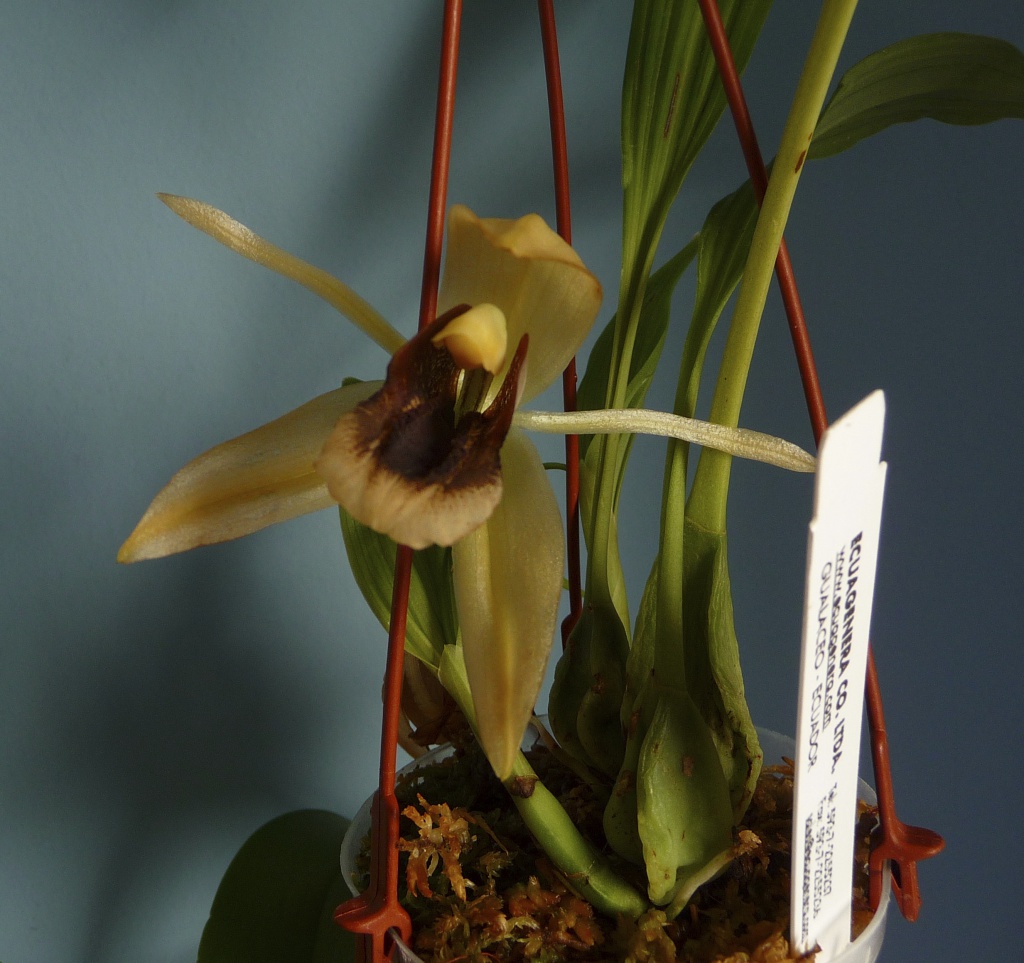 Coelogyne xyrekes  872700P1070776