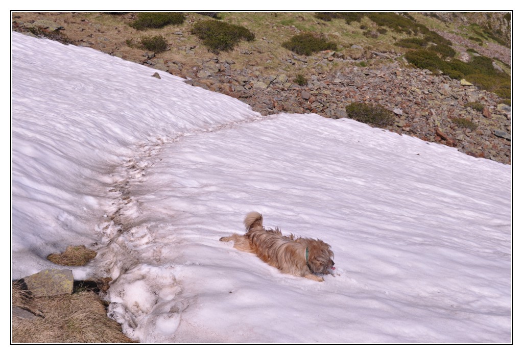 Une vie pyrénéenne de labrit des pyrénées - Page 6 874333jar0642