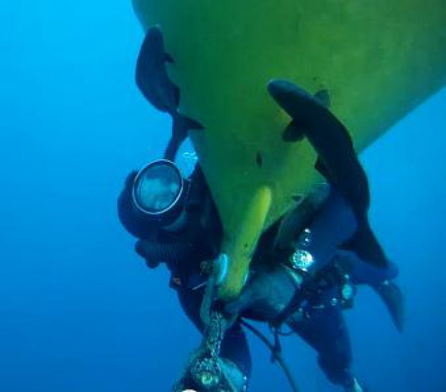 Sur les traces du Commandant Cousteau.... 875909poisson