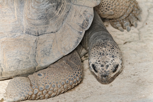 Les tortues de la ferme aux crocodiles à Pierrelatte (Drôme) 876326IMG8288DxO640x480