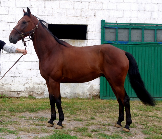 [PLACE JUSTINE] AMOR Petit cheval éclatant et rayonnant  876926amor6